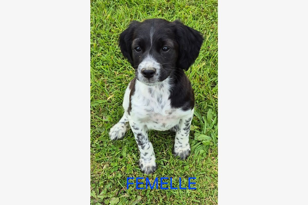 Photo 1 Chiots type épagneul breton 