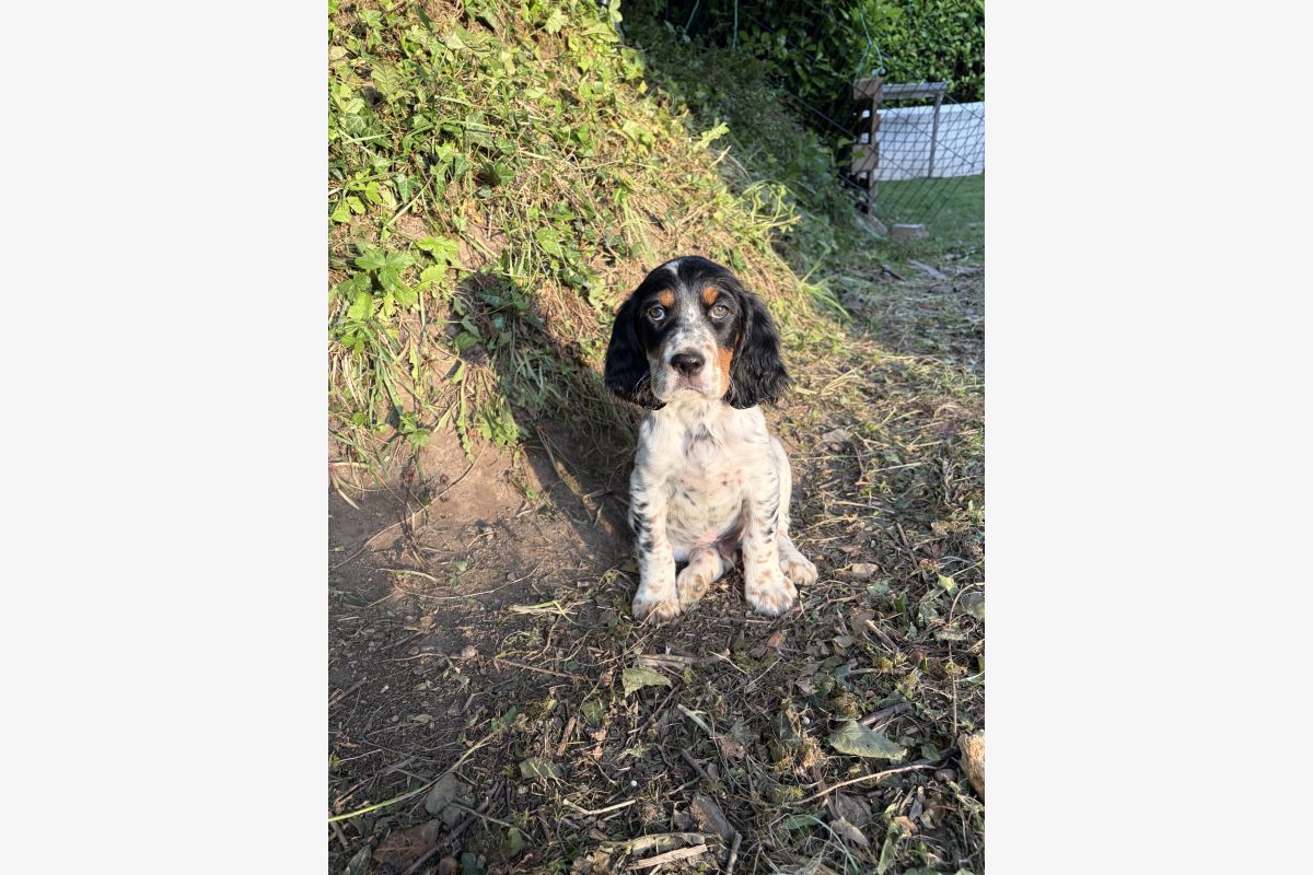 Photo 1 Chiot mâle setter anglais 