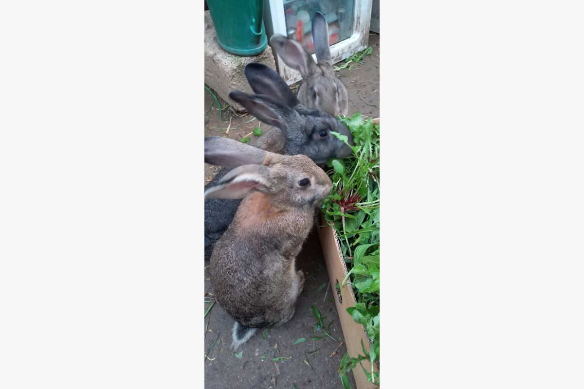 Photo 1 Lapin