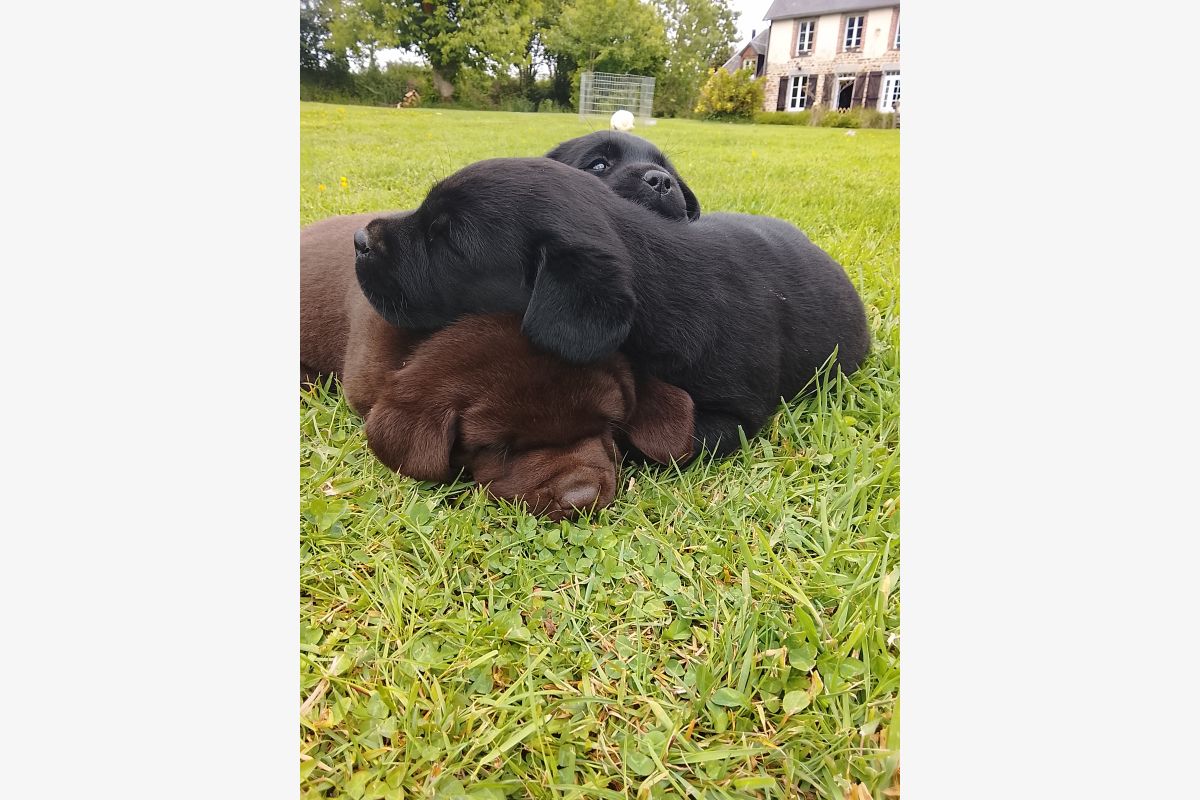 Chiots labrador lof  - 30244686_18a3ba72d8a2f3850bb7cb60b16db620.jpg