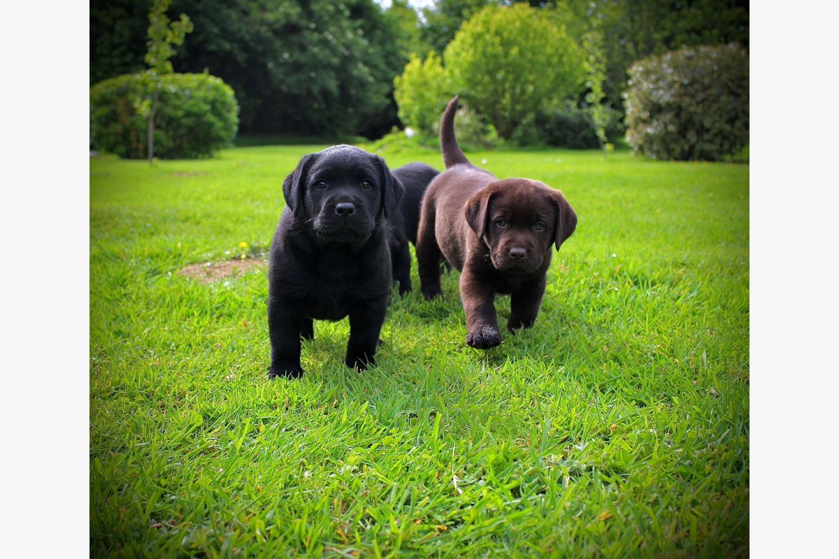 Photo 1 Chiots labrador lof 