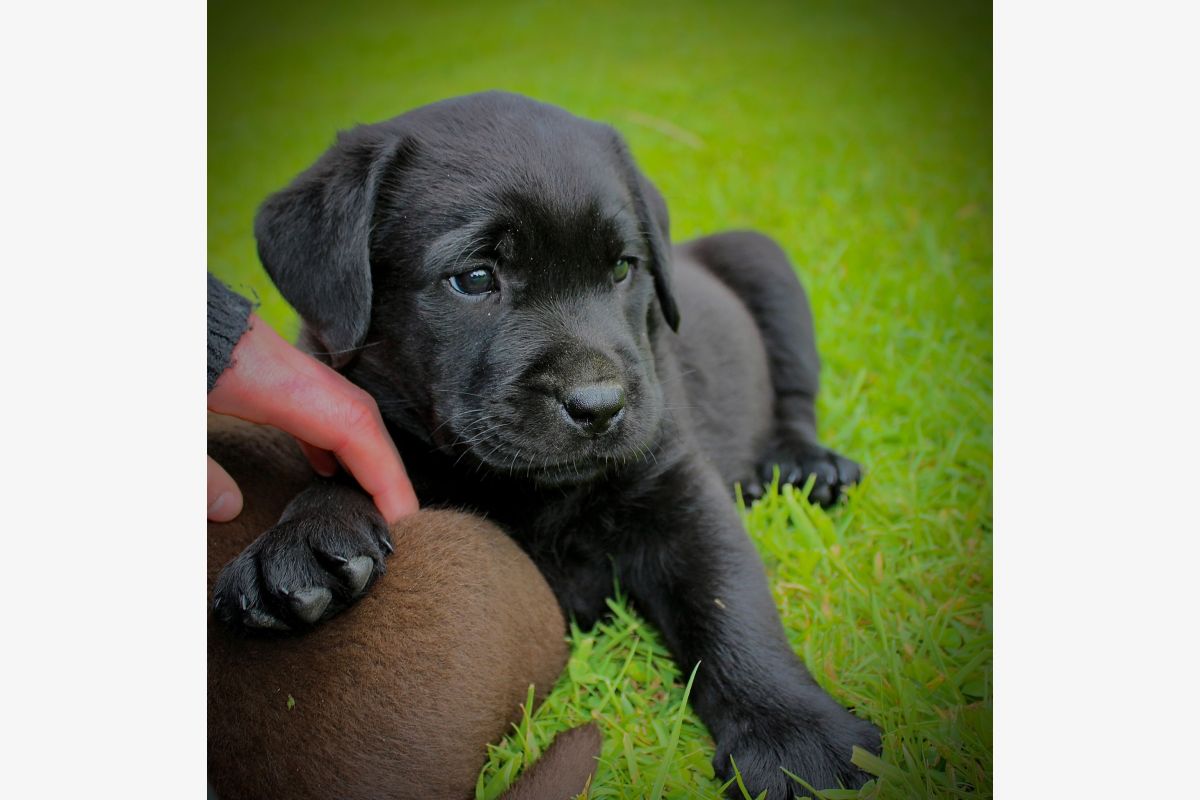 Chiots labrador lof  - 30244686_5f8a67e611bb7a236ca22f5e0a49346f.jpg