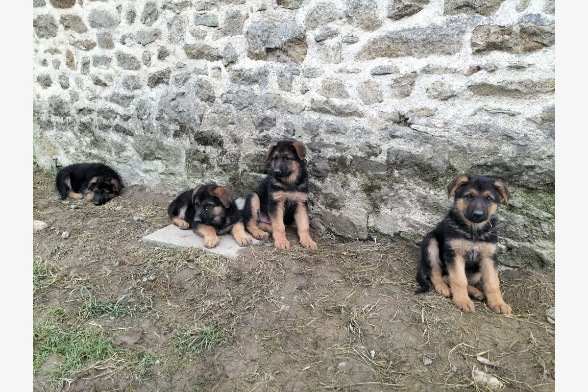 VENDS 4 CHIOTS BERGER ALLEMAND - 30244968_13cc6a15b745c185e43fa20d9916b158.jpg
