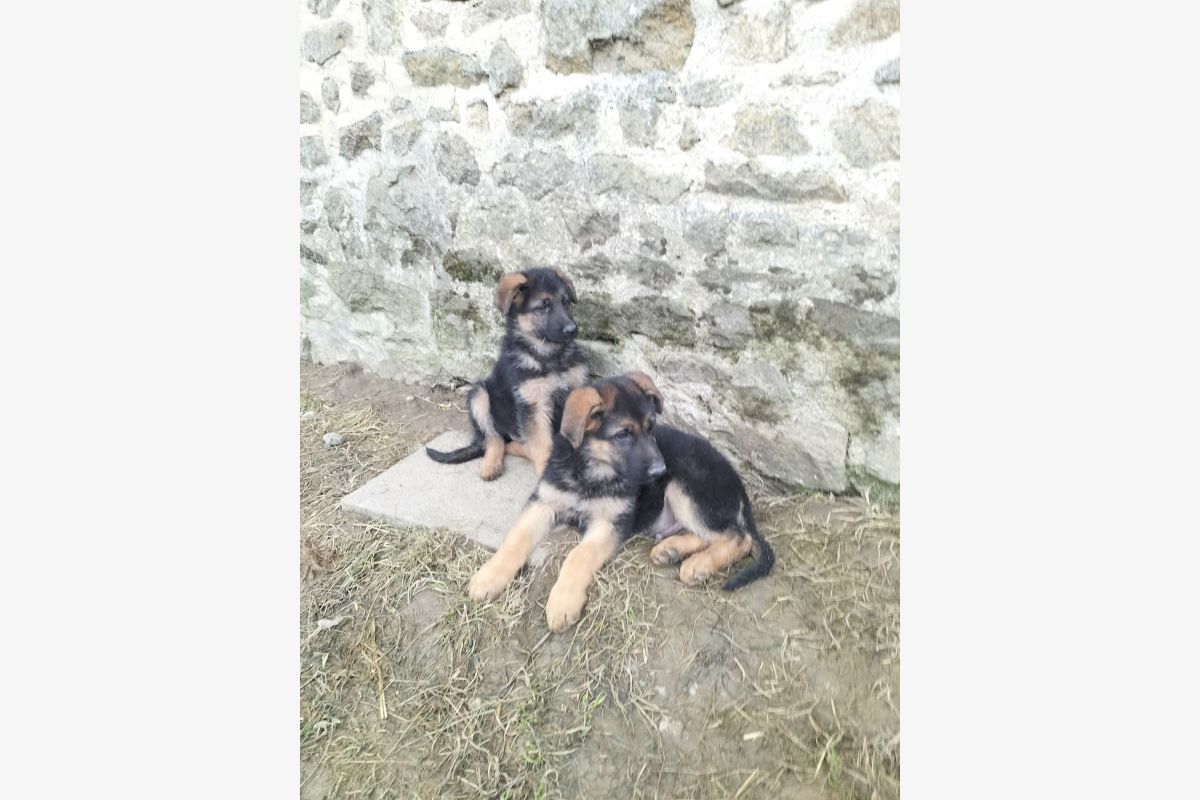 Photo 1 VENDS 4 CHIOTS BERGER ALLEMAND
