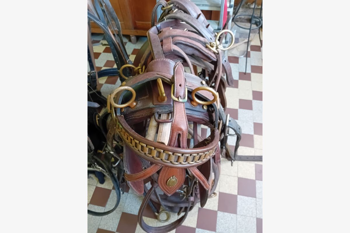 Photo 1 Harnais cheval de trait