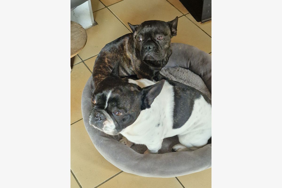 Chiot apparence bouledogue français  - 30245444_b5af7a09dd7f0c9161b455348a9351fe.jpg