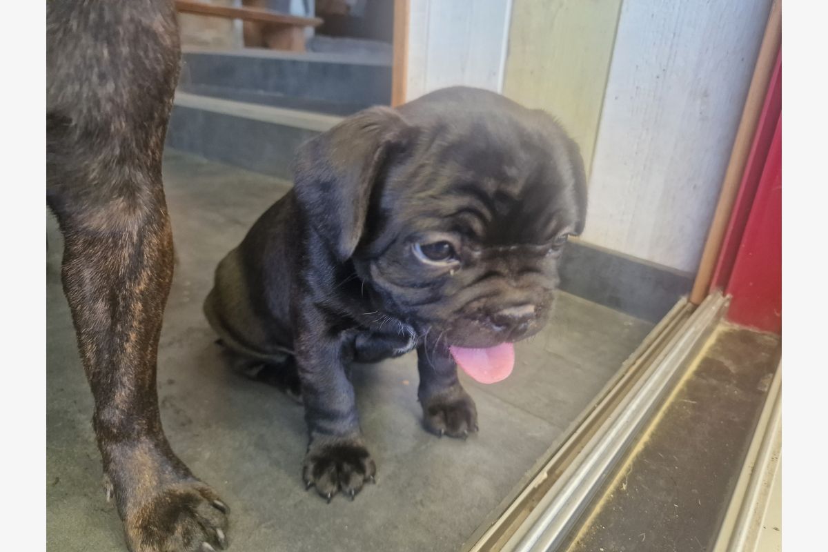 Photo 1 Chiot apparence bouledogue français 