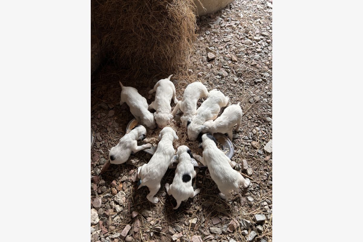 Photo 1 À vendre chiots Setter anglais 