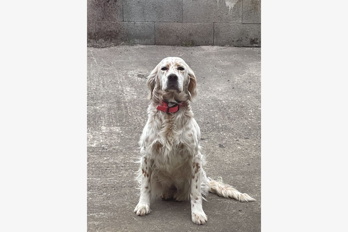 À vendre chiots Setter anglais  - 30245465_68b0883caf82800b54e5effc79213b1e.jpg