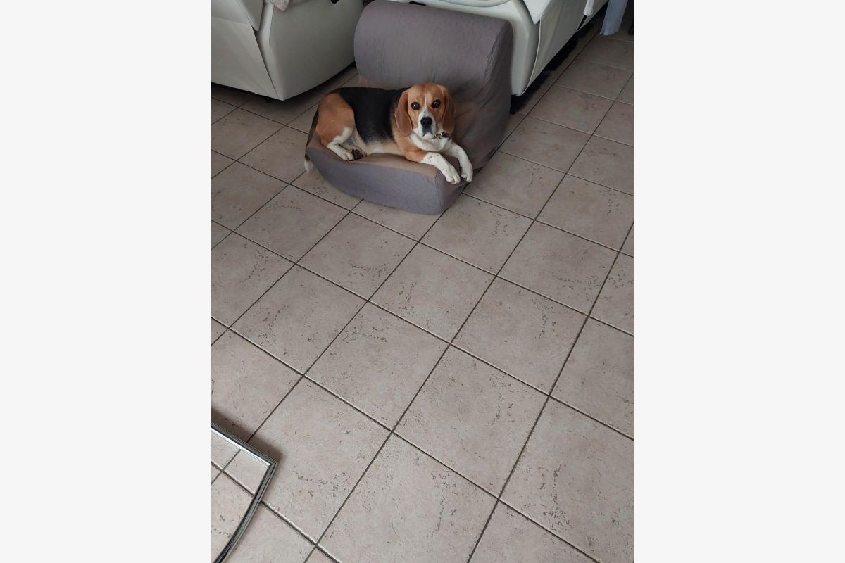 Photo 1 Donne chien apparence beagle contre bons soins