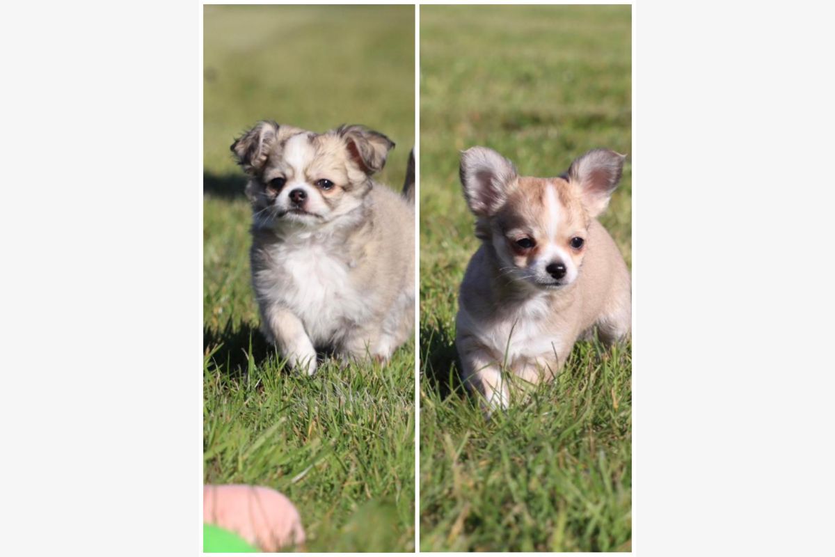 Photo 1 Chiots chihuahua 