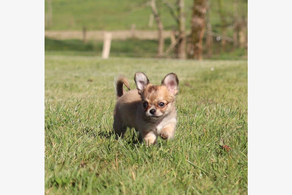 Chiots chihuahua  - 30245509_df24ff27ce7119ae4203076a0469c319.jpg