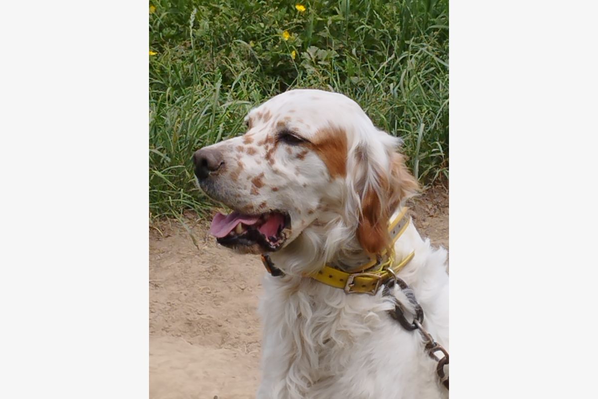 Photo 1 Apparence setter lemon à donner