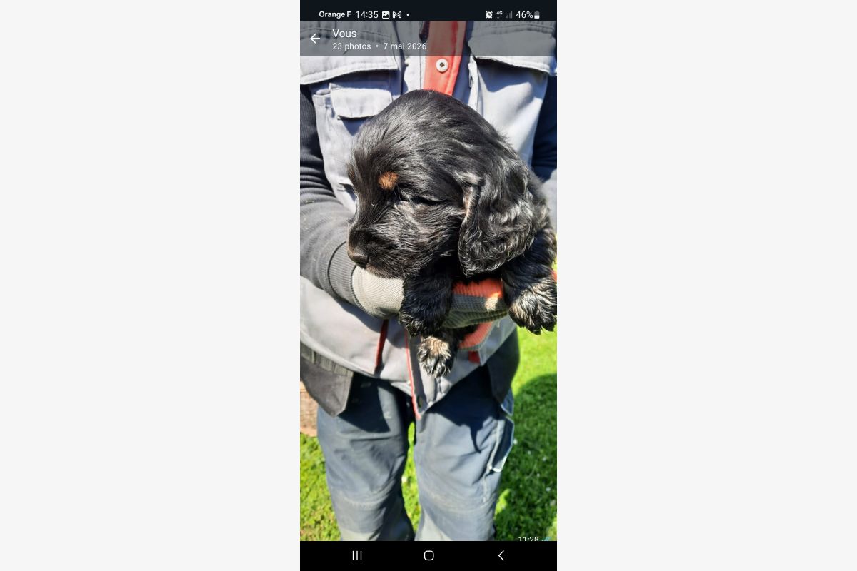 Type Cocker - 30245640_13b33943aee3aa74458adfcbd21eafc9.jpg