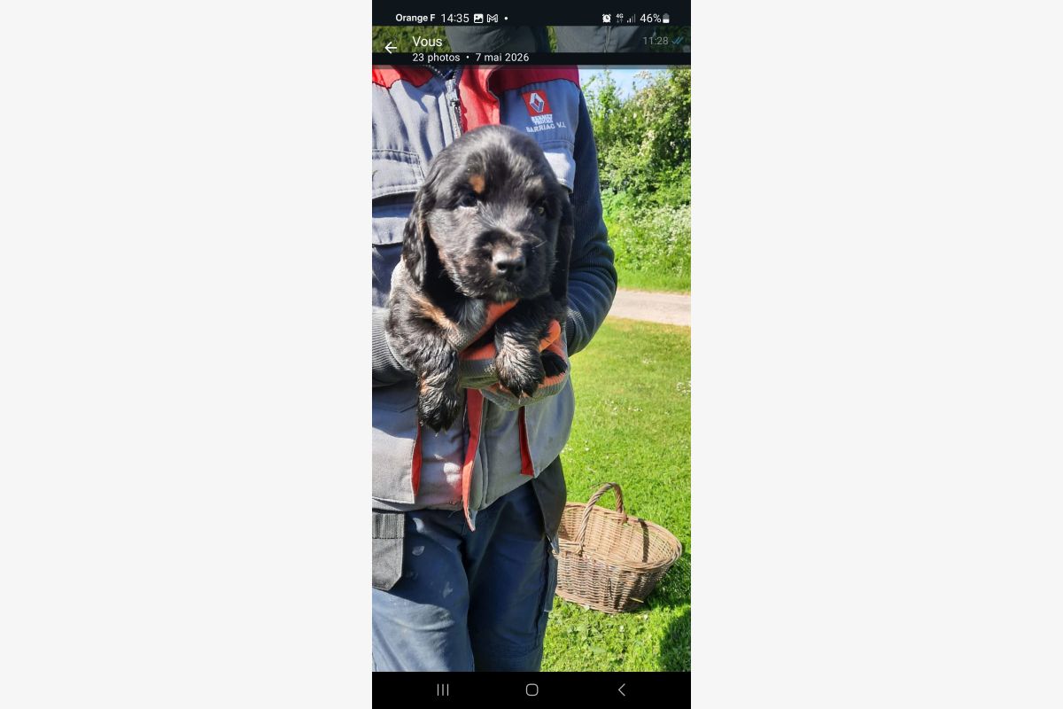 Type Cocker - 30245640_b940a7d177d708456d23cdfc9986154e.jpg