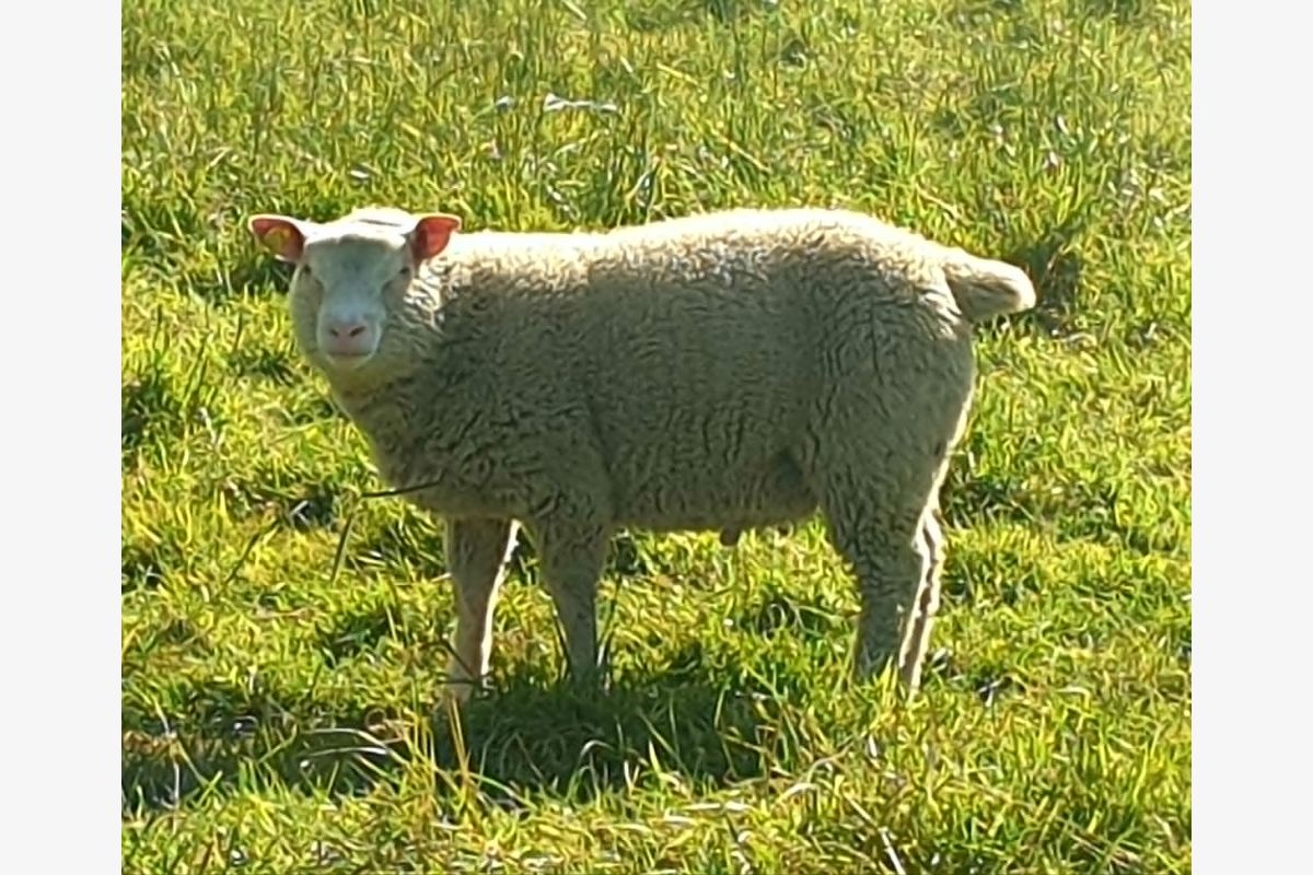 Bélier cotentin  - 30245795_9e0164791954042068e97882cb770b44.jpg