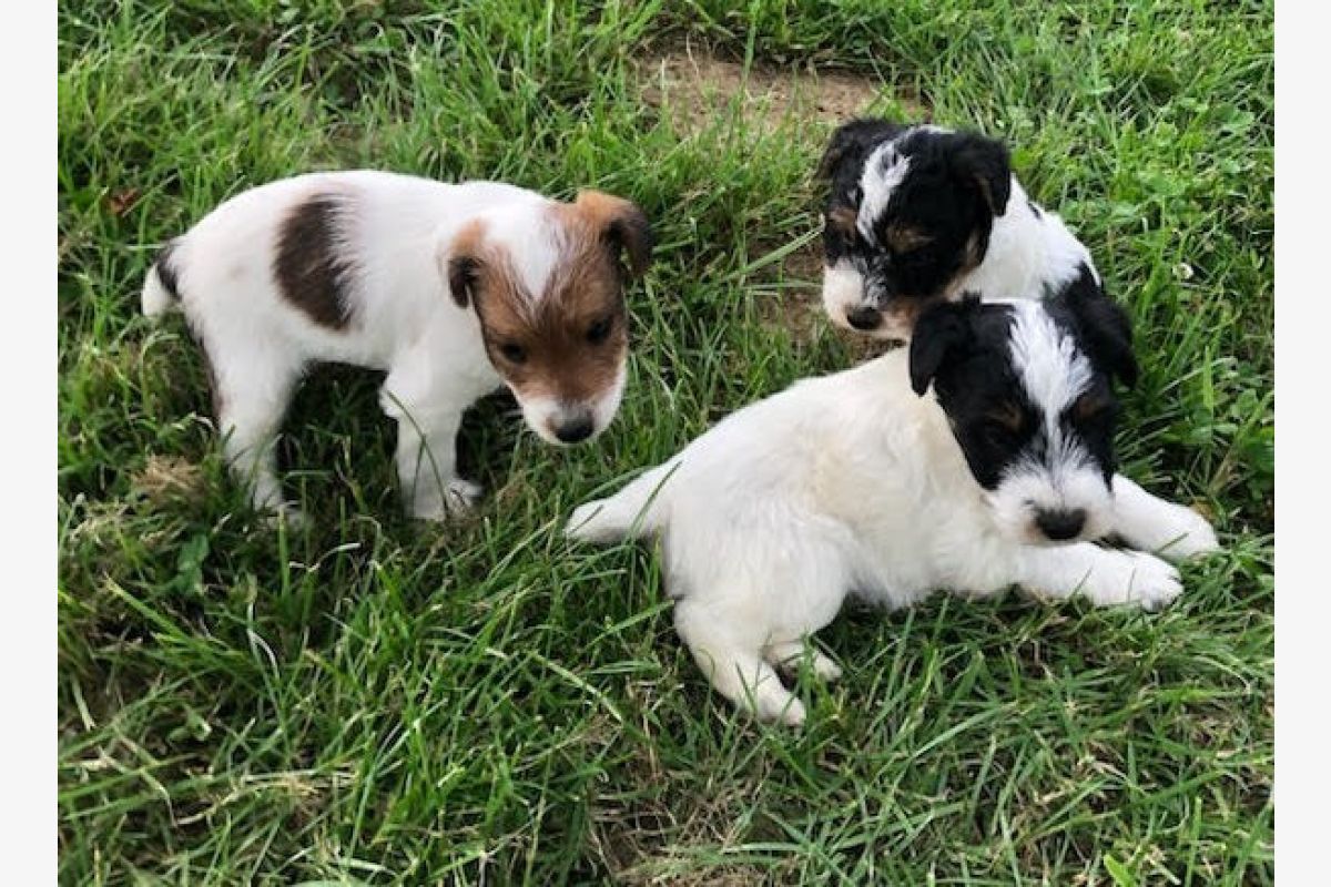 Photo 1 Apparence fox terrier poils durs à réserver
