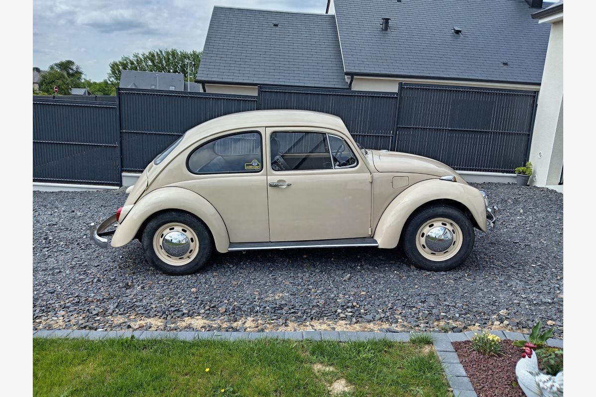 Photo 1 Coccinelle
