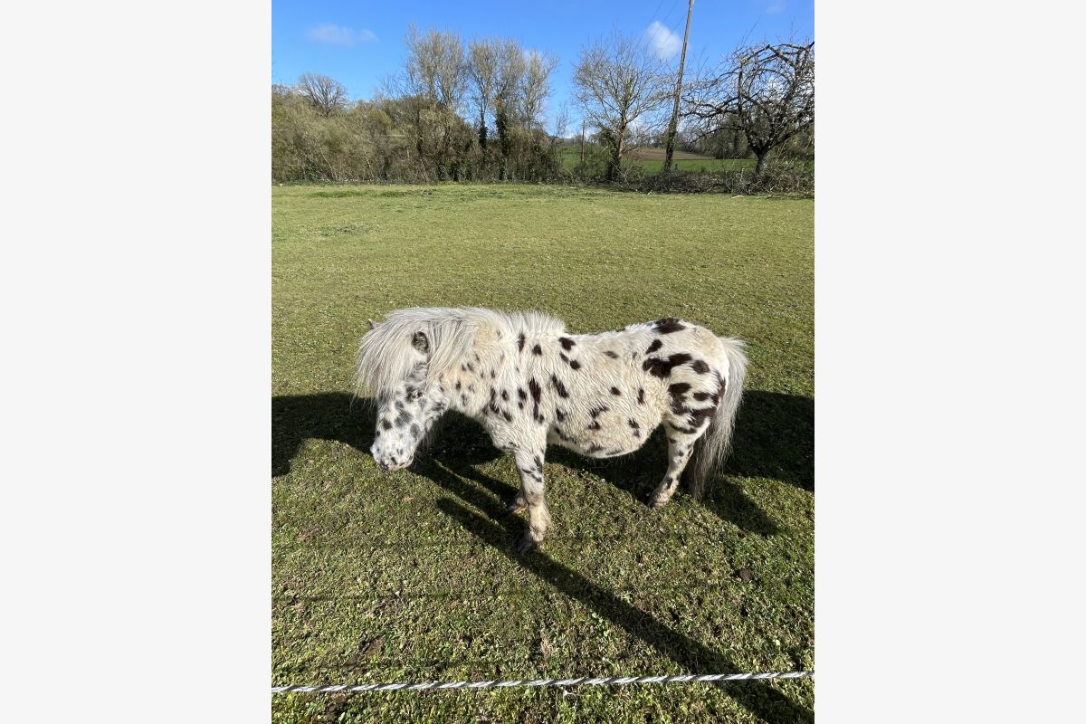 Petit étalon léopard / appaloosa - 30246432_5a3904b56e1a61778fee725e50624a3f.jpg