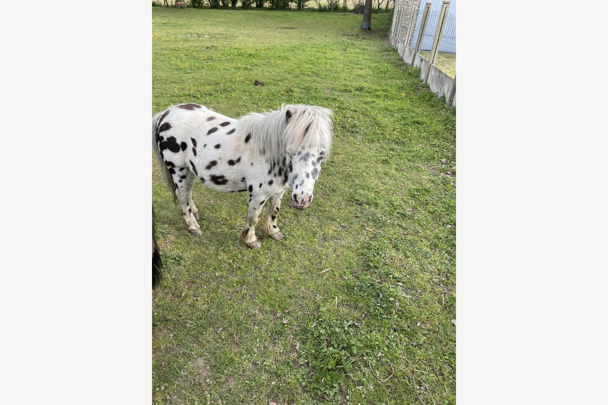 Photo 1 Petit étalon léopard / appaloosa