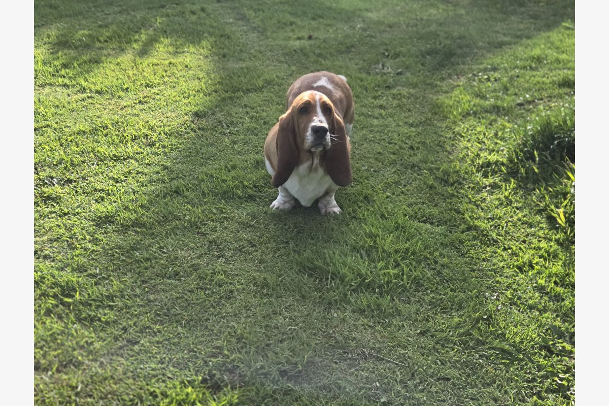 Photo 1 Basset hound