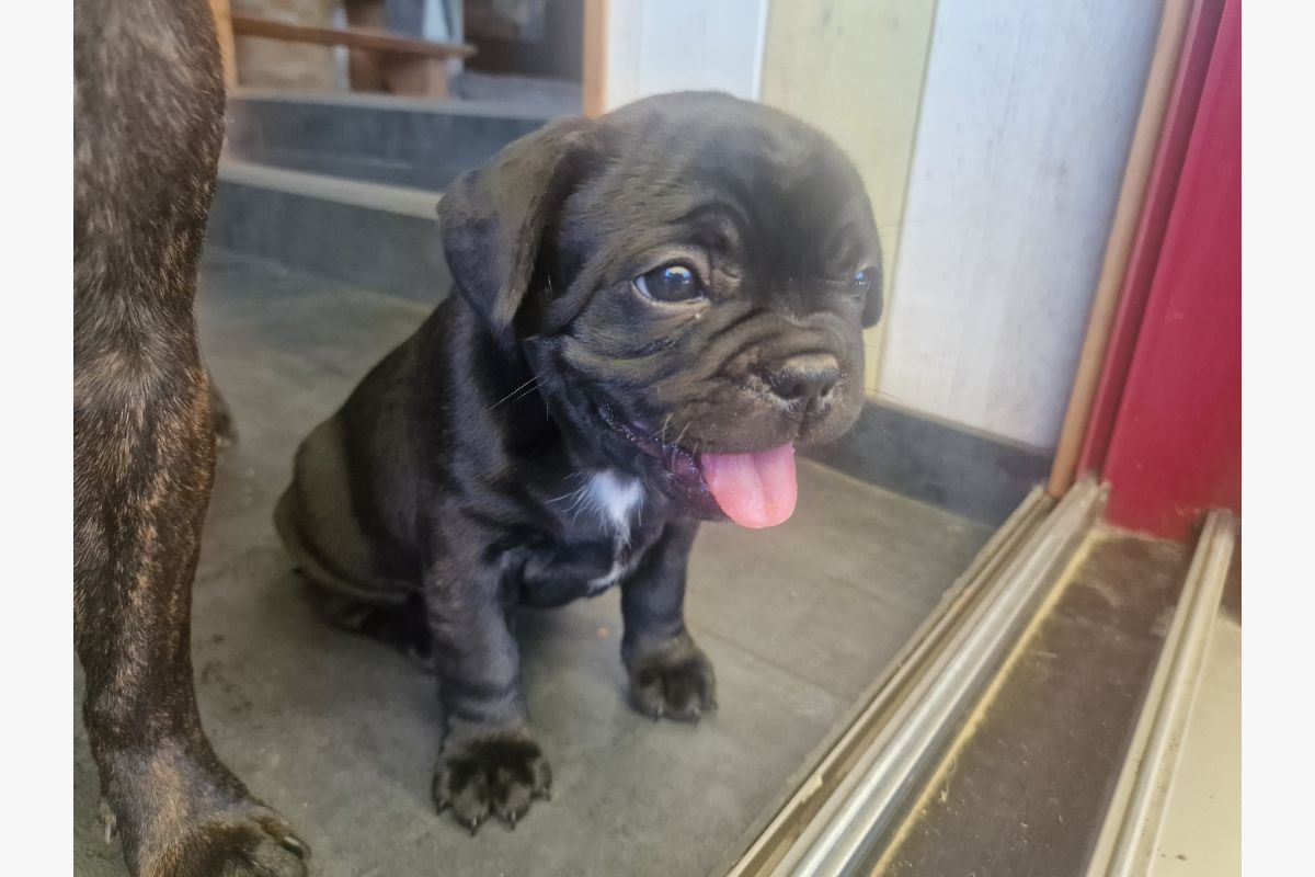 Photo 1 Chiot apparence bouledogue 