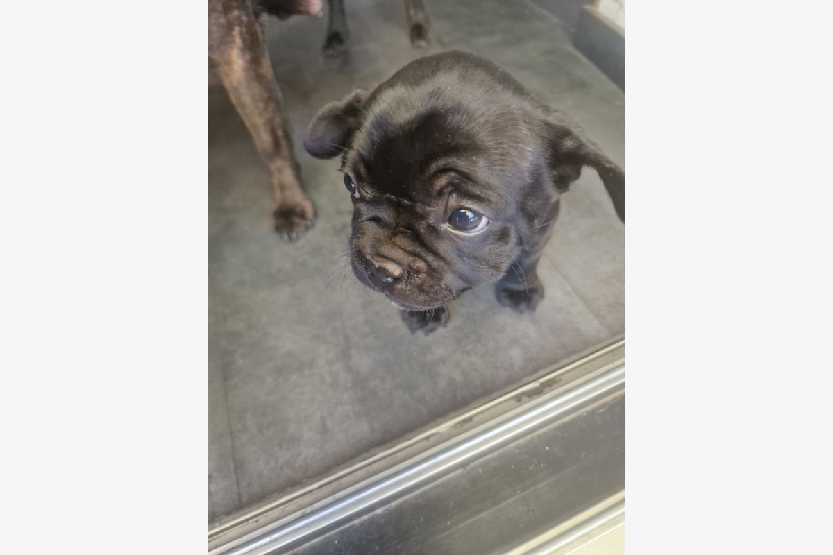 Chiot apparence bouledogue  - 30246850_7412721a8fc62d83ad518e2c44aca8d5.jpg