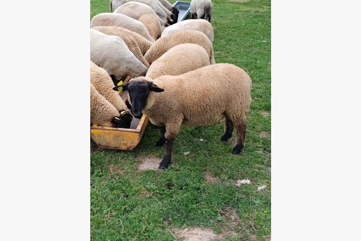 Photo 1 Agneaux suffolks