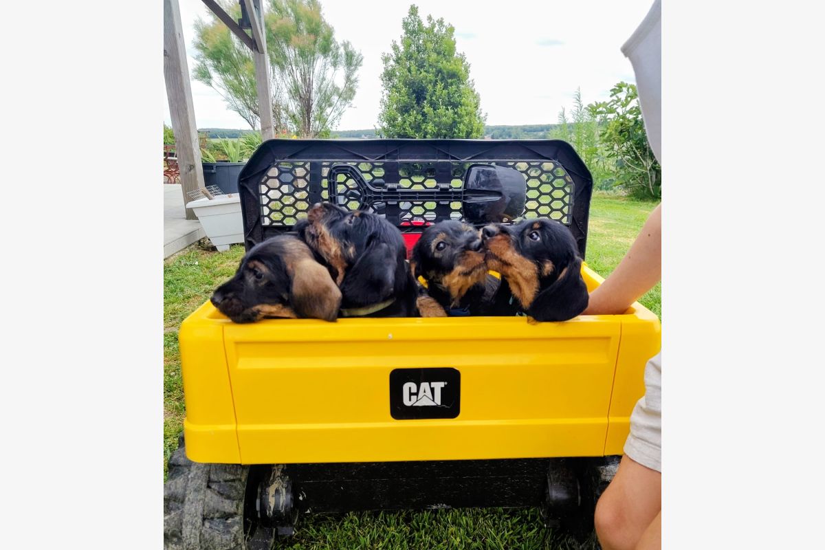 Photo 1 A vendre 2 chiots mâles teckel à poils durs LOF