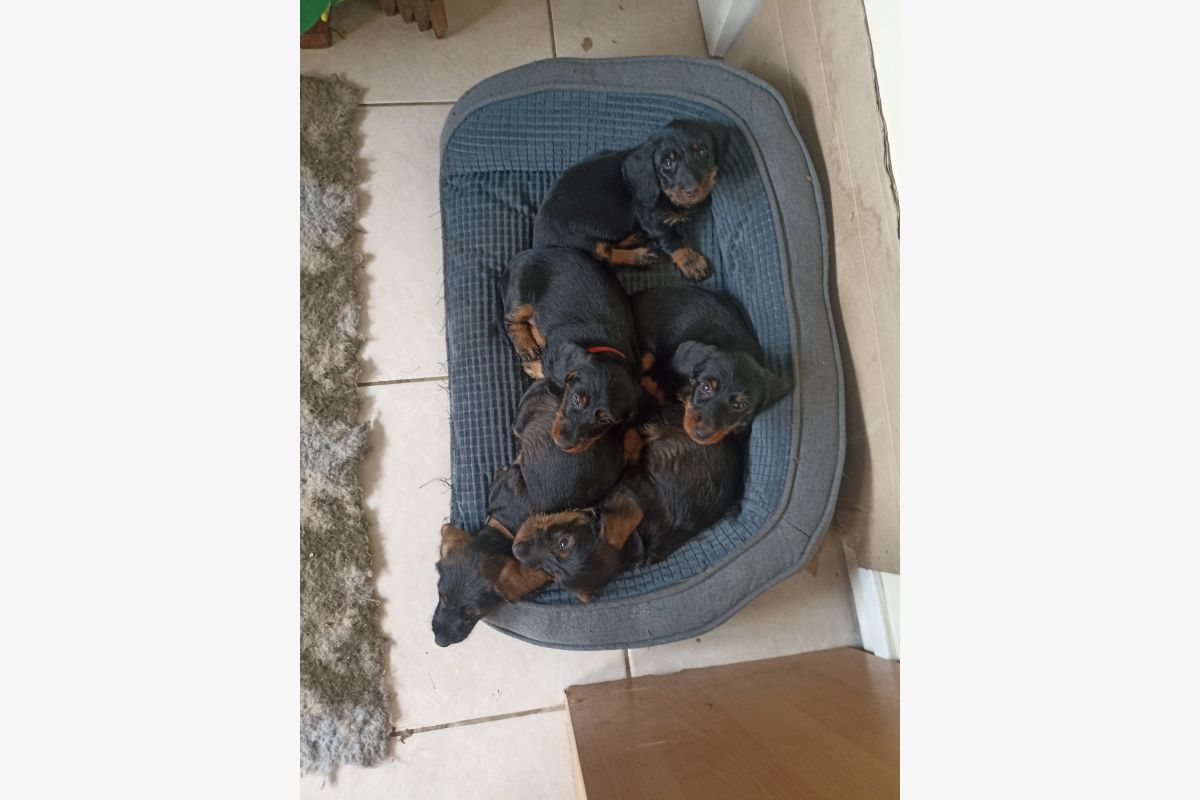 A vendre 2 chiots mâles teckel à poils durs LOF - 30247407_23709966fe9bbb03dfe4d24ecd5cc390.jpg