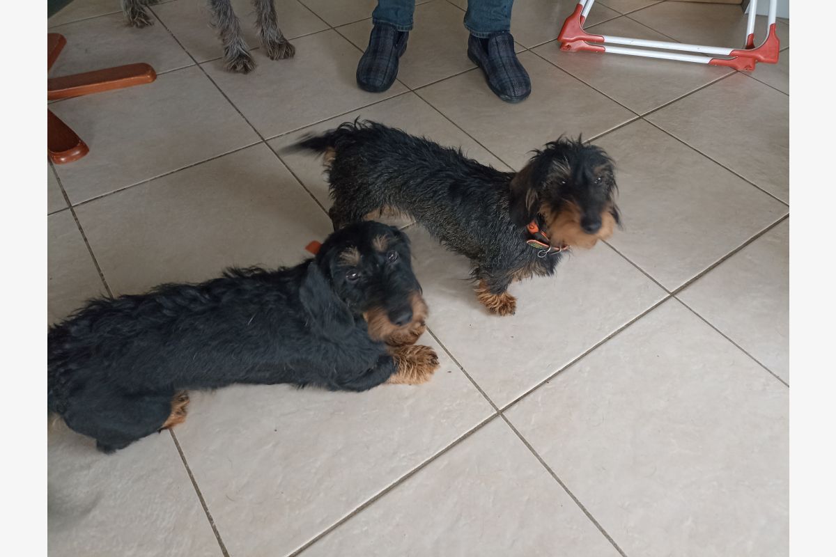 A vendre 2 chiots mâles teckel à poils durs LOF - 30247407_ab33dacb7e78e00d0ac26a61c5bd1098.jpg