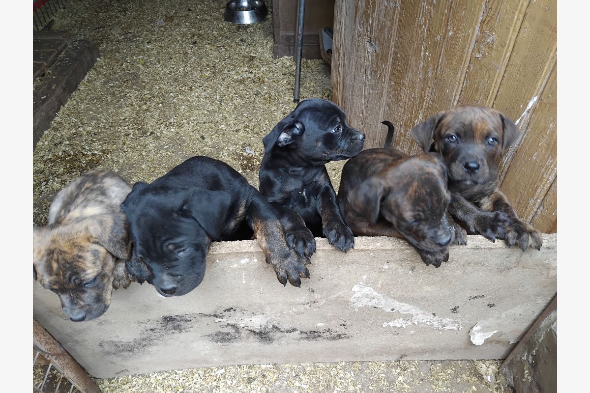 Photo 1 chiots femelles X rottweiller et cane corso