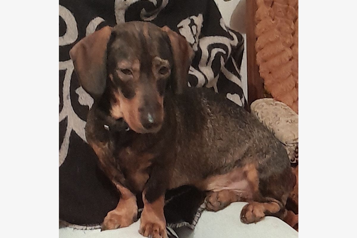 Photo 1 Donne chien contre bon soin 