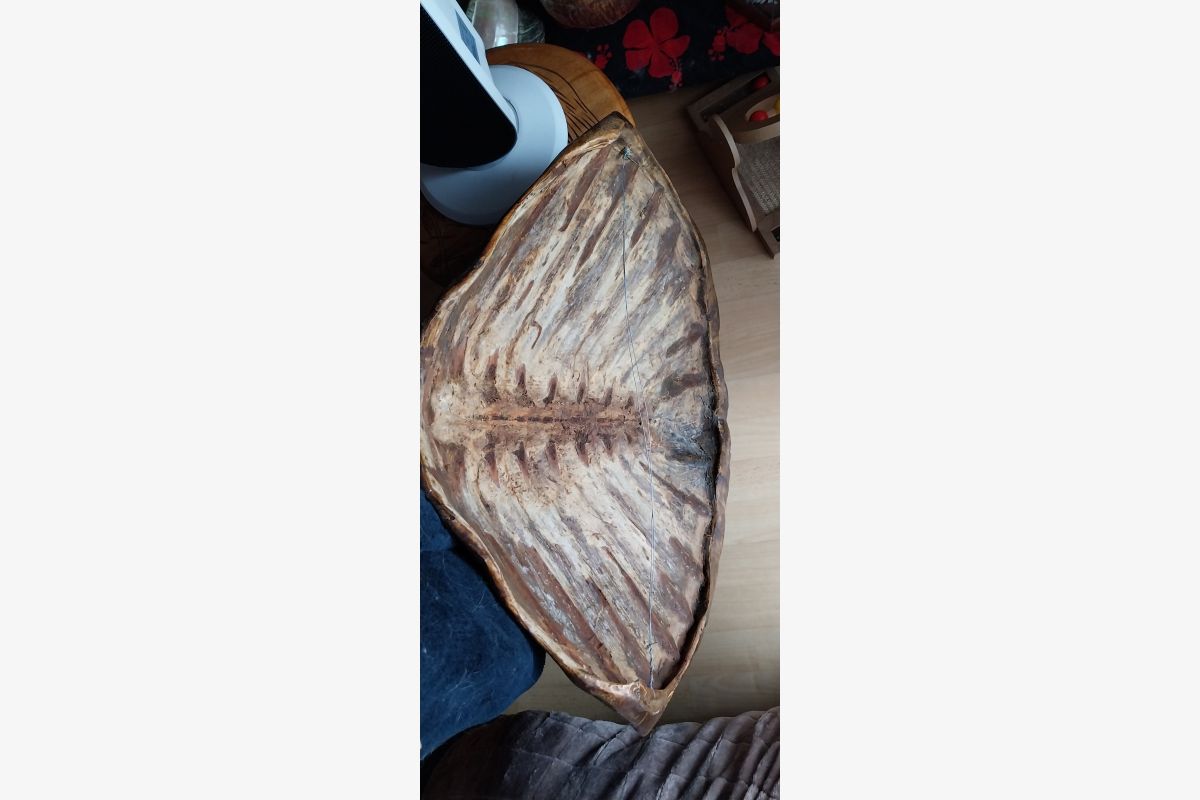 GRANDE CARAPACE DE TORTUE  - 30247666_1fa603d4497e48be57b7108e5a6fce9c.jpg