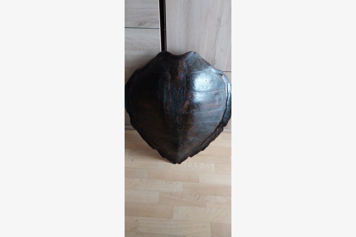 Photo 1 GRANDE CARAPACE DE TORTUE 