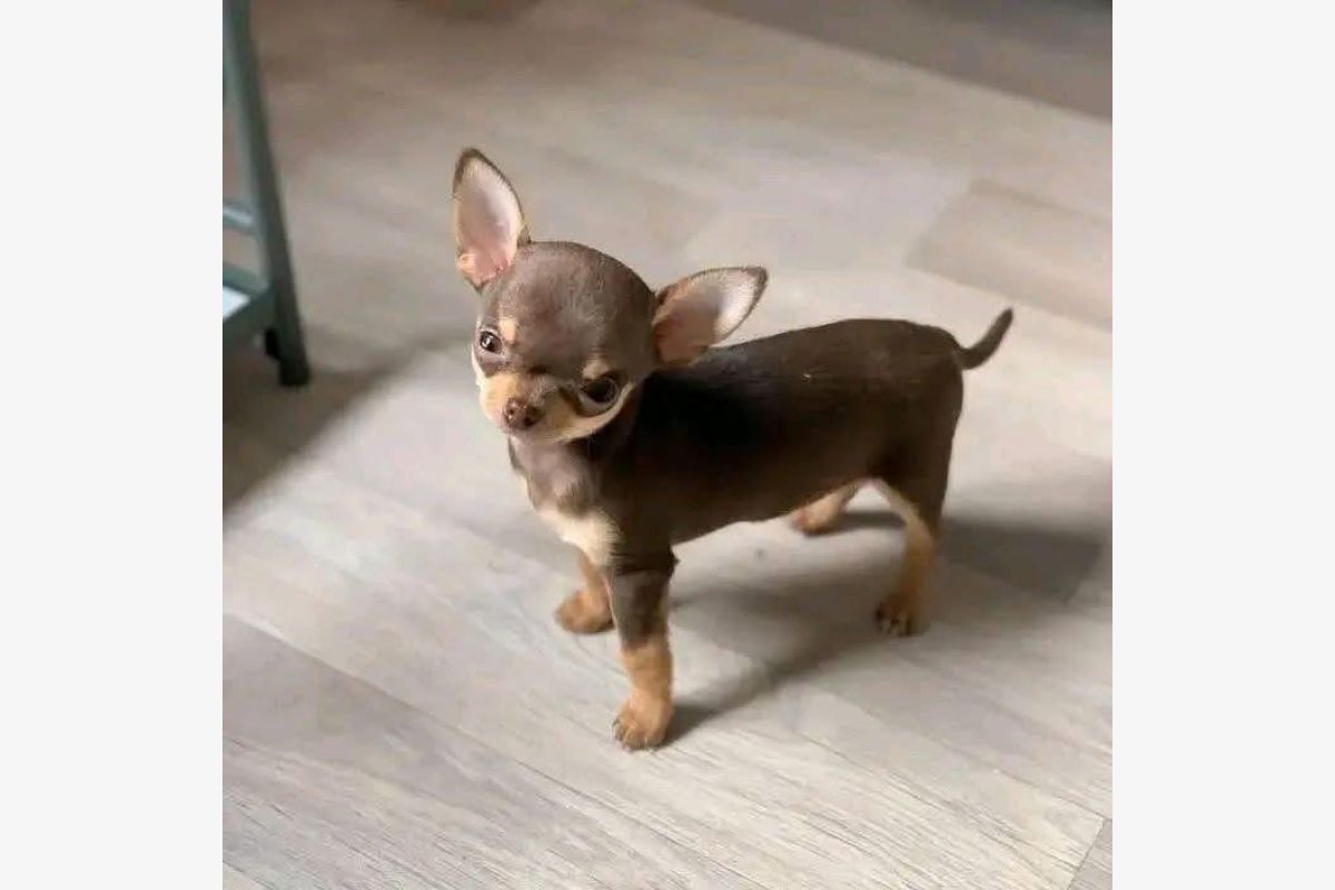 chihuahua non lof poil court - 30247685_8a0654ee8e880be8c730016905250d12.jpg