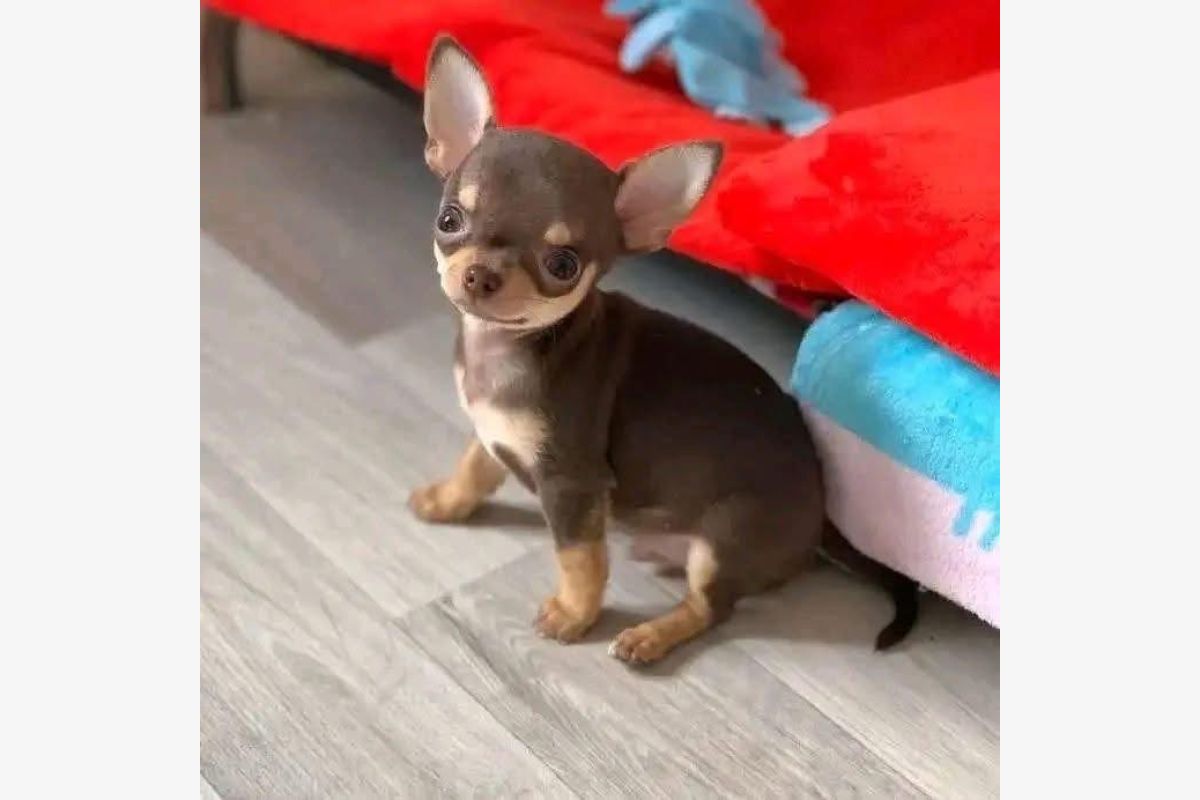 Photo 1 chihuahua non lof poil court