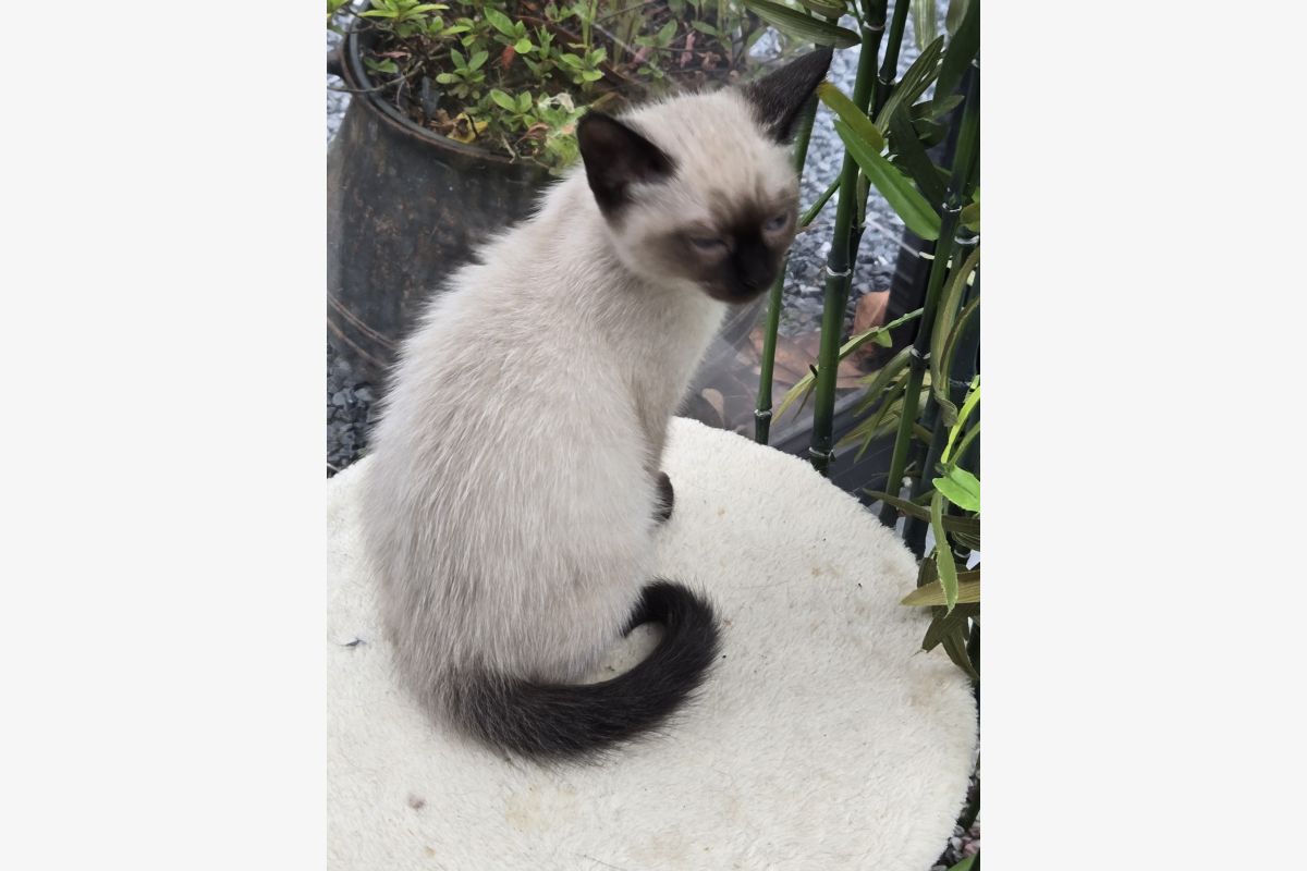 Chaton siamois - 30247735_170f889a8b3f37ce942667cb72e74c43.jpg