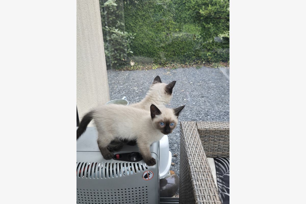 Photo 1 Chaton siamois