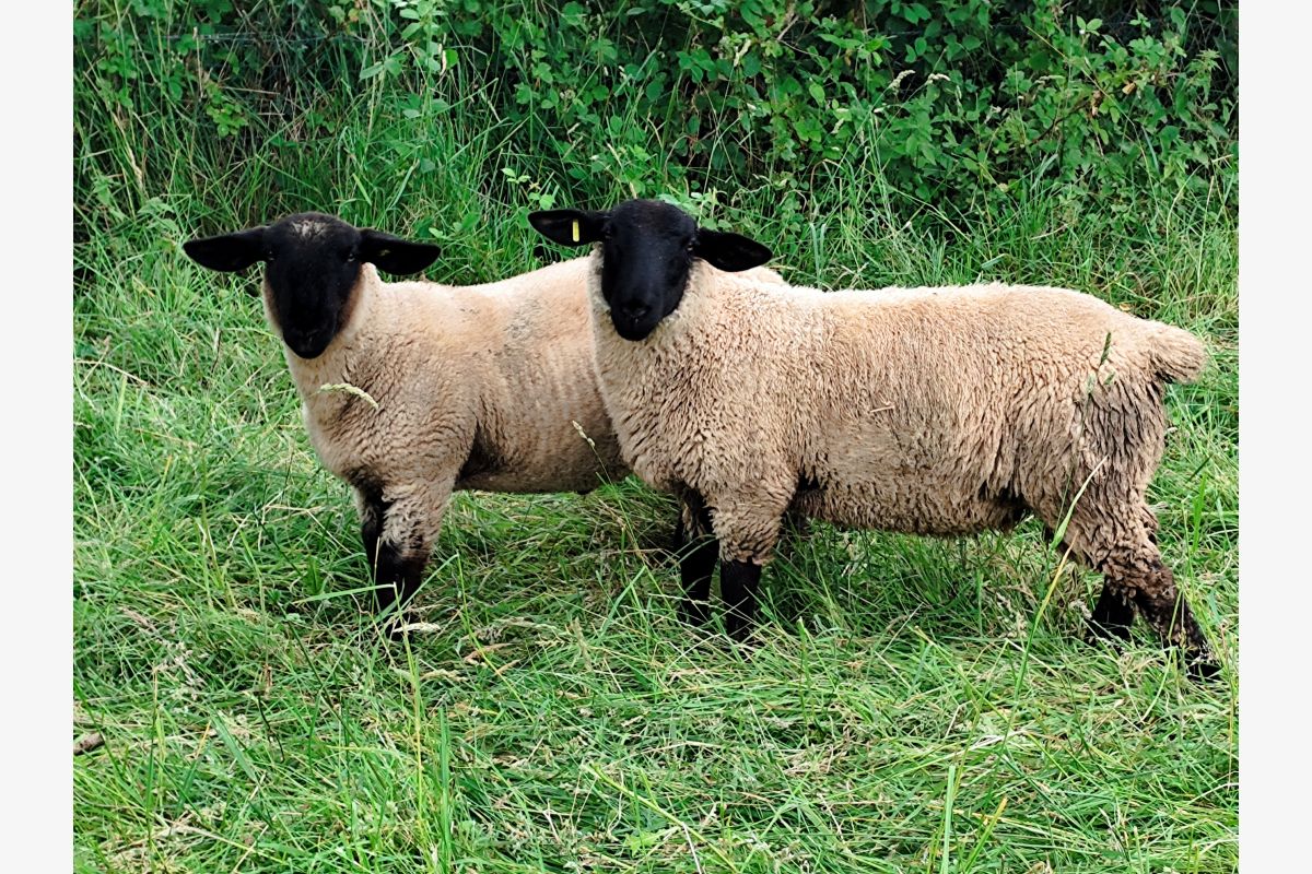 Photo 1 Bélier et agnelles Suffolk 
