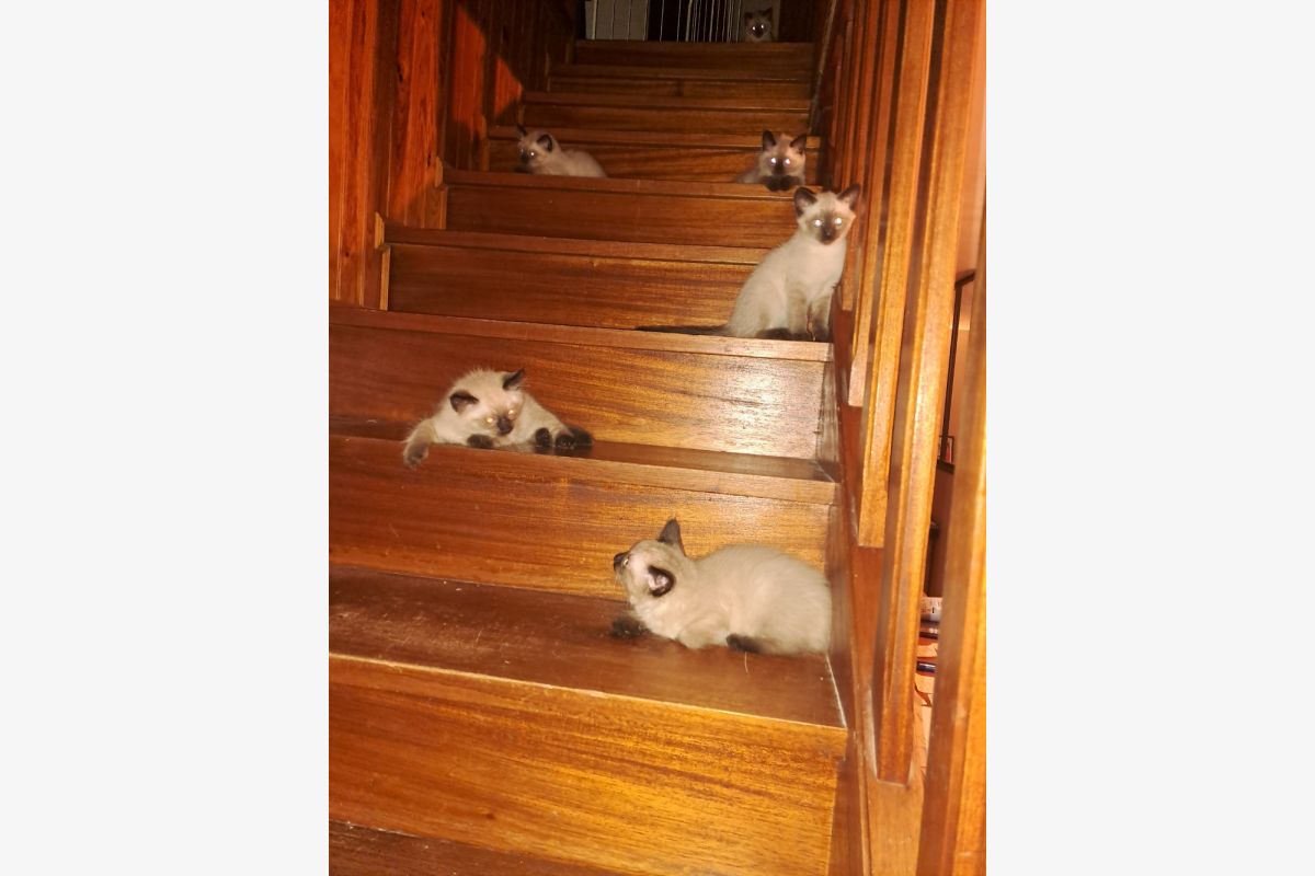 Photo 1 chatons apparence  siamois a la vente