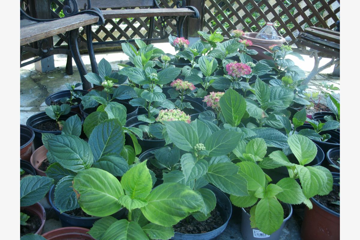Photo 1 Pieds d'hortensias 