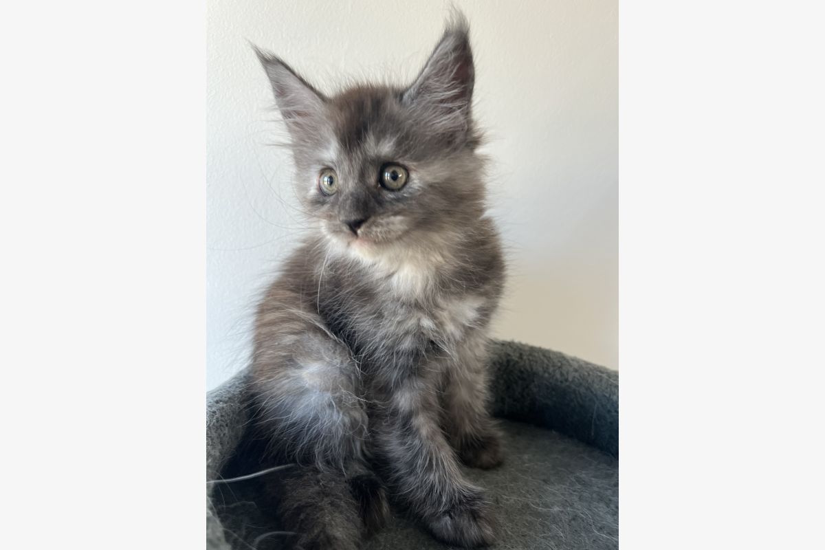 Photo 1 Chaton Maine coon lignée russe