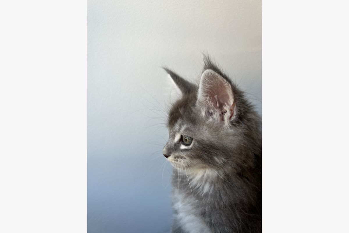 Chaton Maine coon lignée russe - 30248022_e53d88d59229ffdc55b2e79ccf99f237.jpg
