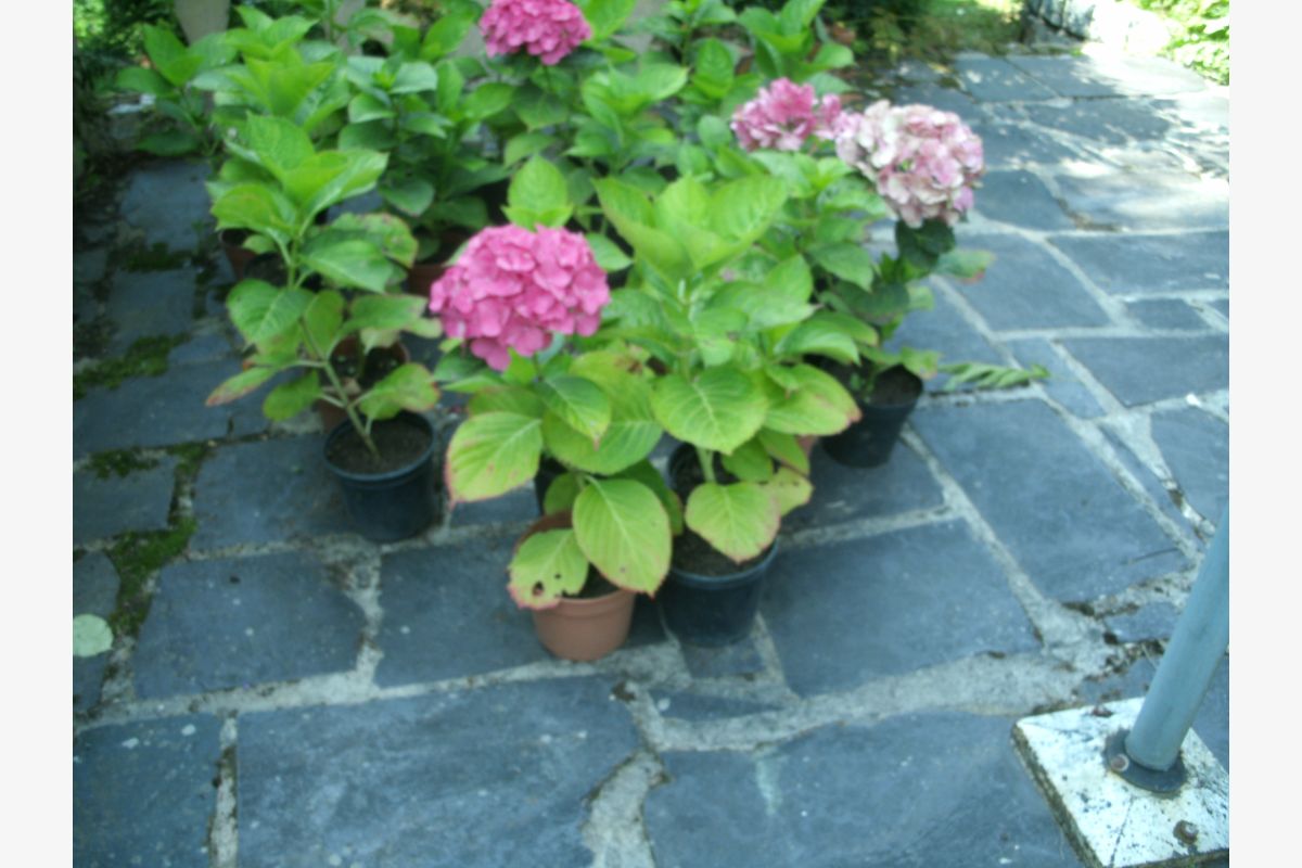 pieds d'hortensias - 30248118_41669ae70707b9cd51ad4b0985404e3c.jpg