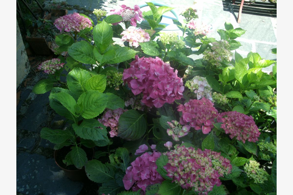Photo 1 pieds d'hortensias