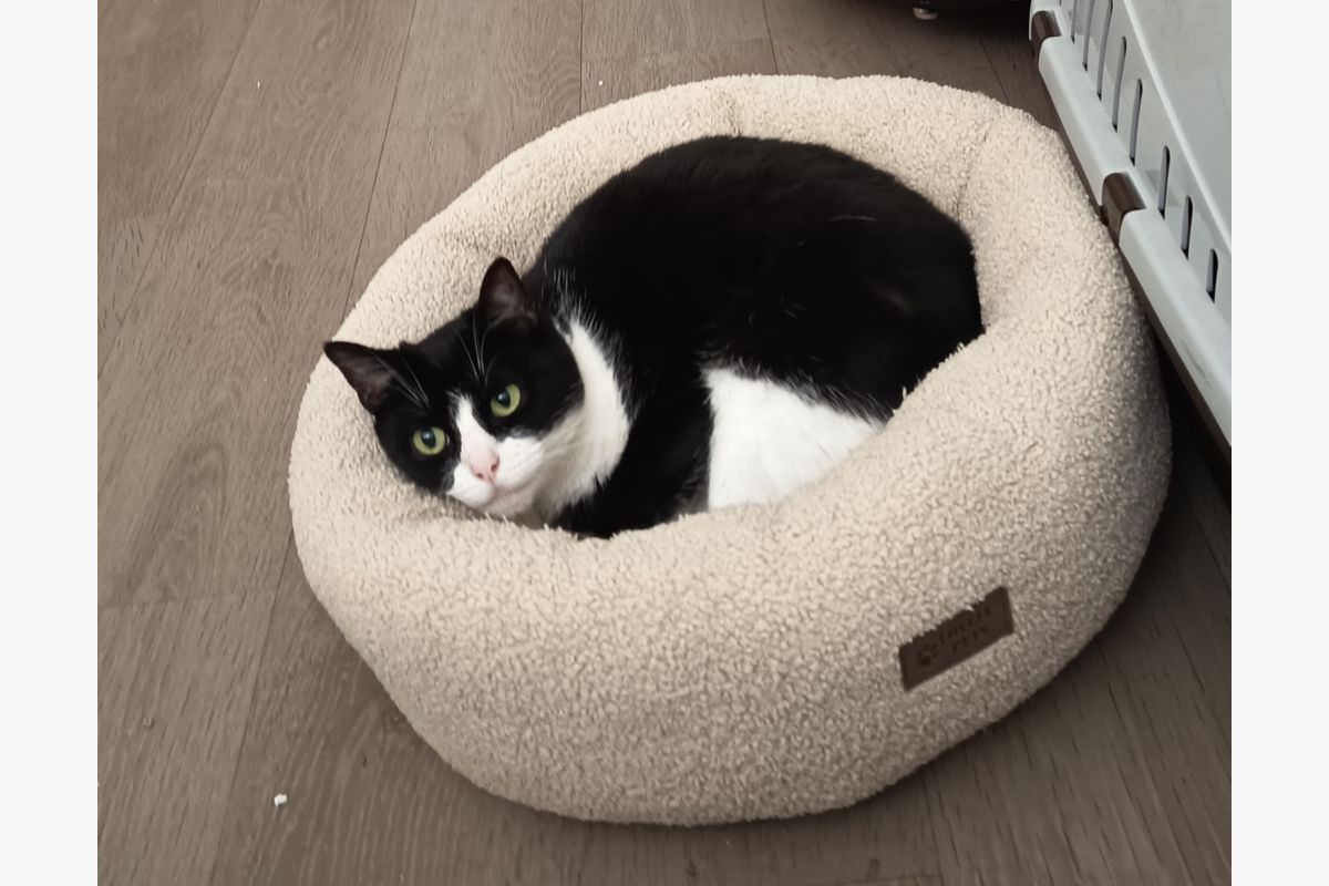 Perdue chatte noire et blanche sur Darnetal  - 30248163_0081daacef3c629bbcf9f932d5b136f8.jpg