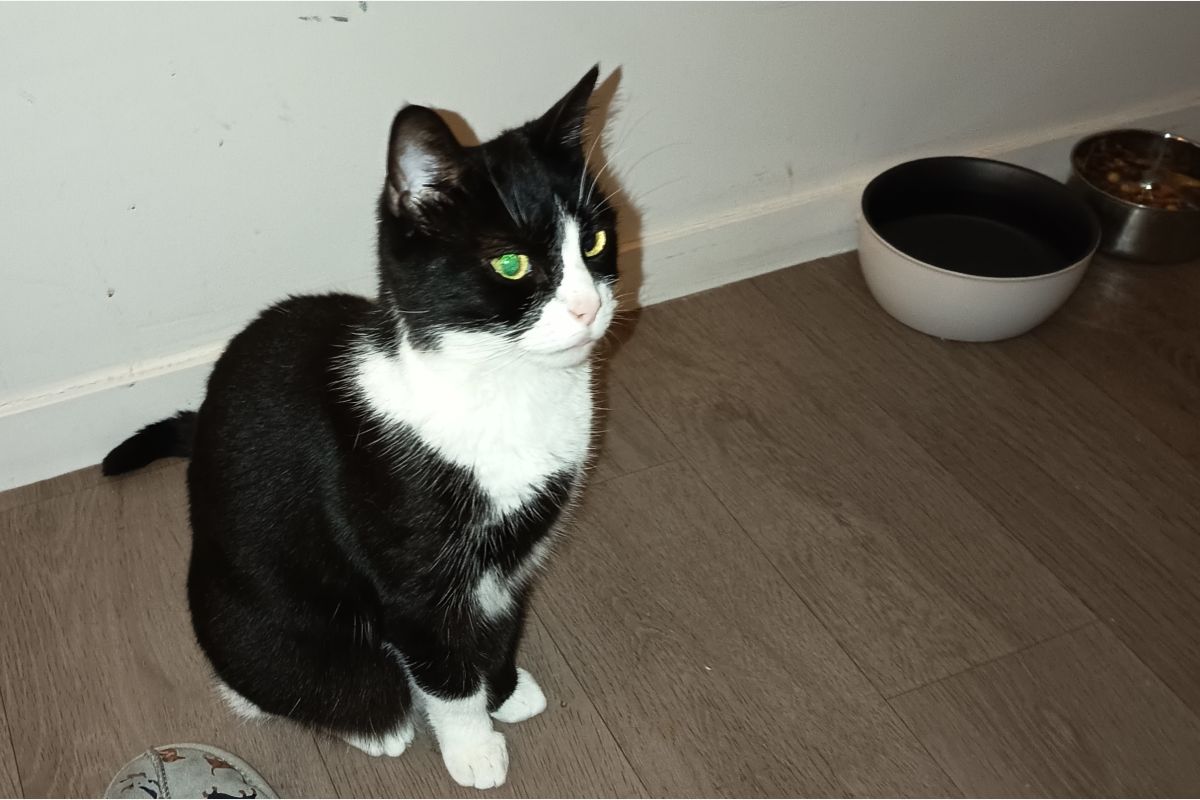 Perdue chatte noire et blanche sur Darnetal  - 30248163_5653307b301101759960eb7aec0805f2.jpg