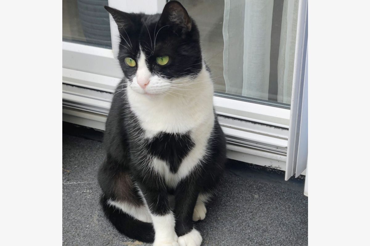 Photo 1 Perdue chatte noire et blanche sur Darnetal 