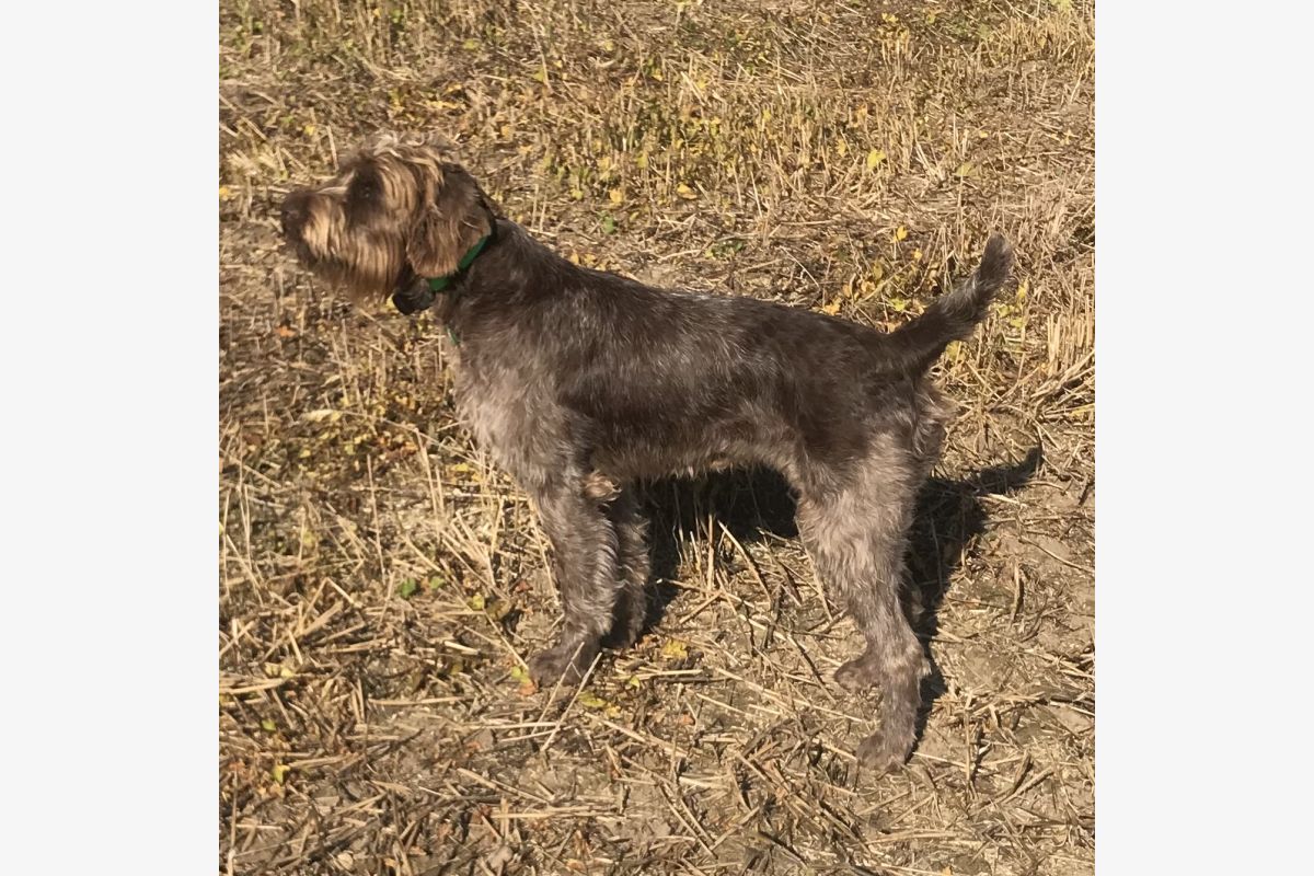 chiots Korthals - 30248182_f30863e7d1470a6139f8be63e2077232.jpg